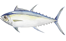 Largemouth Bass