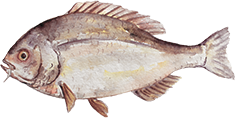 Rock Bass