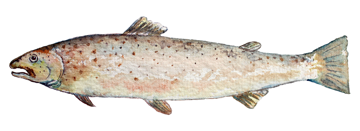 Large Seabass